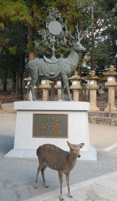 神鹿|春日大社について 